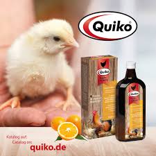 stress poules poulet coq poussin animaux mamanpoule.blog sarah rose maman poule blog wyandotte race hybride wordpress amazon.fr