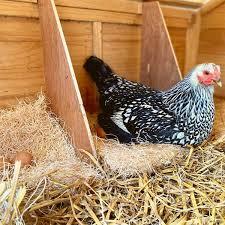 poulailler de classe mamanpoule blog wyandotte sarah rose poulailler poux rouges poule poulet paille chanvre lin foine copeaux de bois