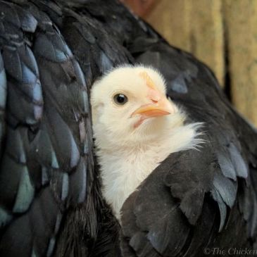 Maman poule blog une poule qui couve
