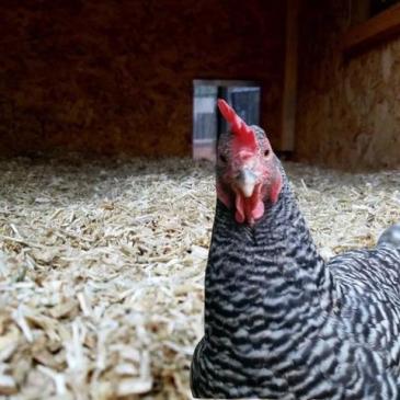 maman poule blog chanvre poule poulailler