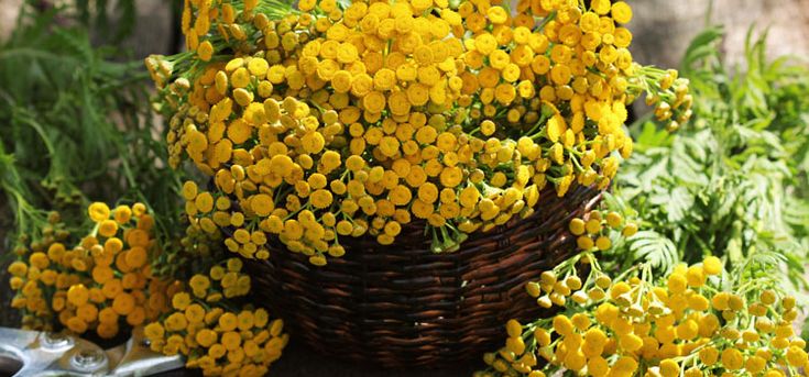 maman poule blog poux rouges soufre bougie poulailler nuit mort sarah rose wyandotte poulet coq poulette poussin race hybride