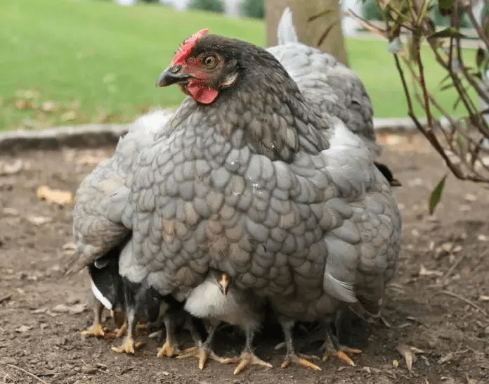 mamanpoule.blog sarah rose wyandotte poule couve couvade coq poule poulette poussin poulet race naine grande petite mirer plumes crottes