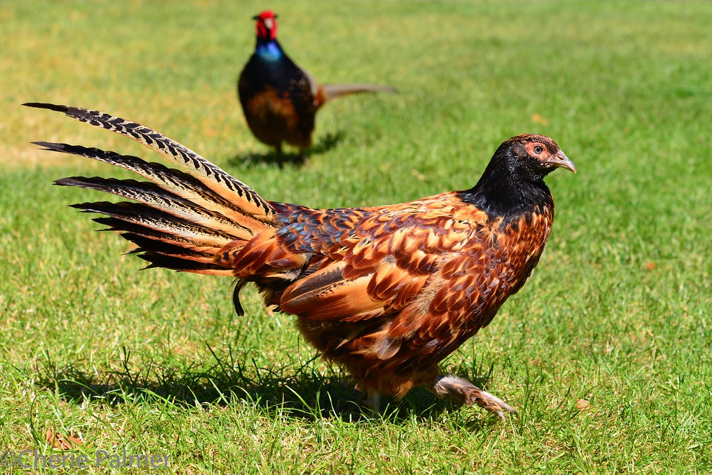 oeufs pondu dehors blog mamanpoule sarah rose wyandotte poule poulette amazon trex bras cheasant faison bâtard