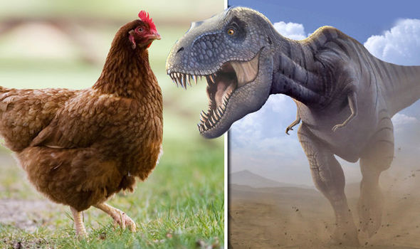 oeufs pondu dehors blog mamanpoule sarah rose wyandotte poule poulette amazon trex bras