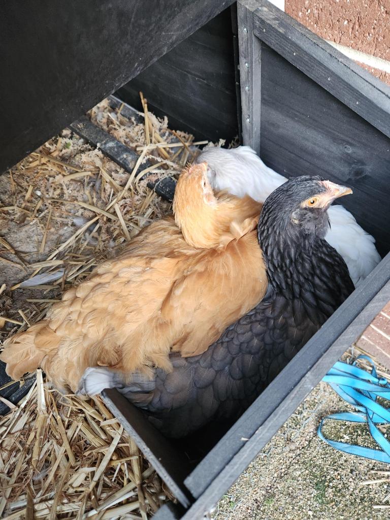 oeufs pondu dehors blog mamanpoule sarah rose wyandotte poule poulette