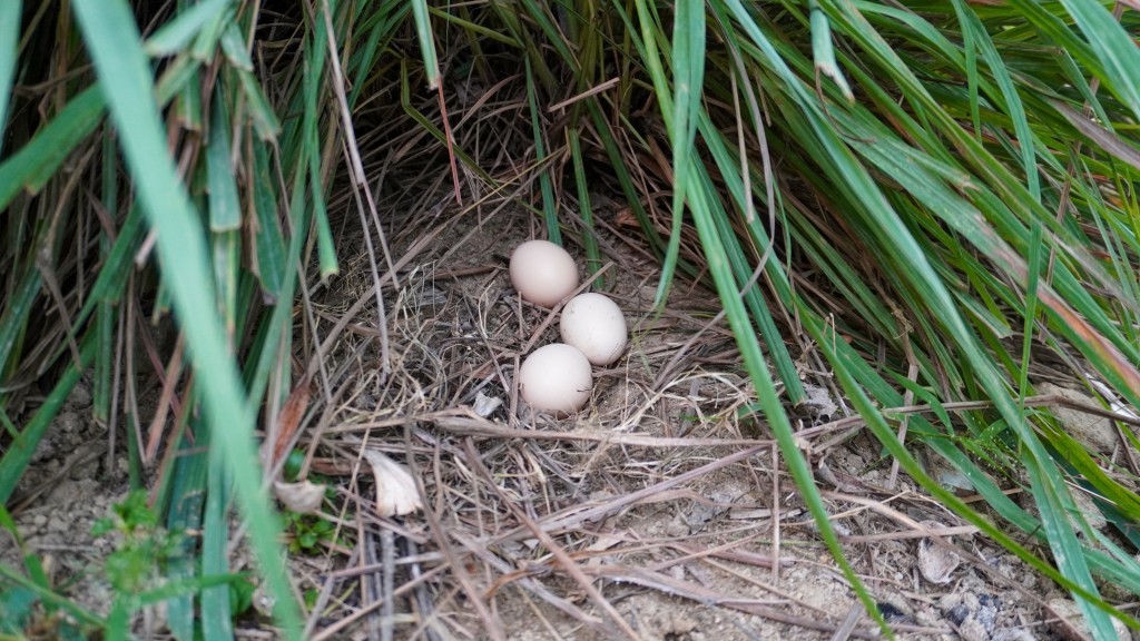 oeufs pondu dehors blog mamanpoule sarah rose wyandotte poule poulette