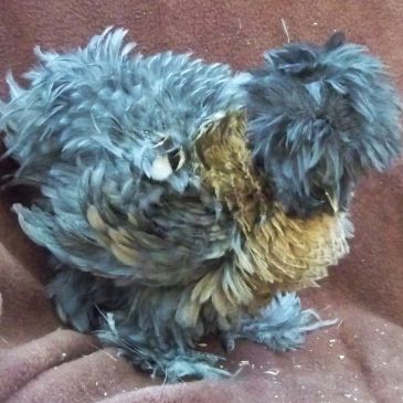 Sizzle chicken poule poulette mamanpoule.blog