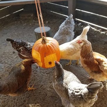 Halloween poules mamanpoule.blog octobre citrouille