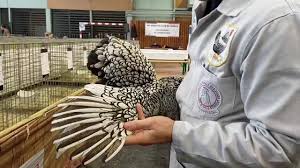 Exposition avicole mamanpoule.blog juger poules ornementales foire expo salon wyandotte