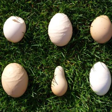 coquilles oeufs mamanpoule.blog