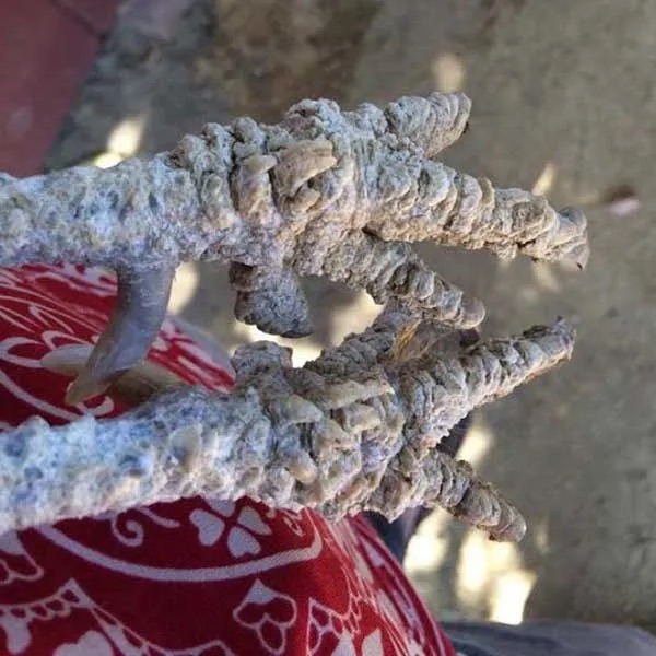 mamanpoule.blog gale des pattes scaly leg mite