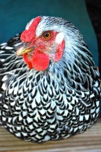 une Wyandotte qui pond