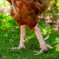mamanpoule.blog gale des pattes scaly leg mite