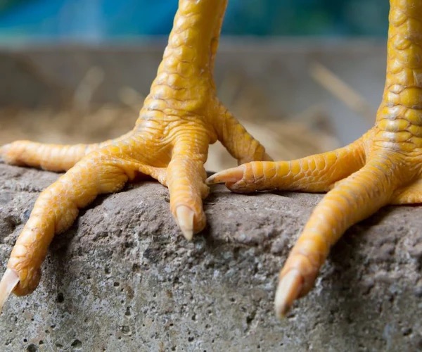 mamanpoule.blog gale des pattes scaly leg mite