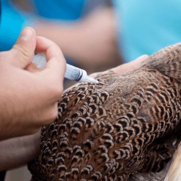 Coryza poule poulette