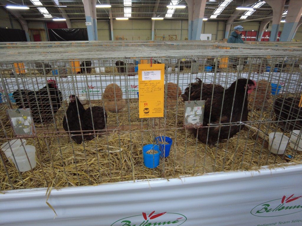 Orpington club de france mamanpoule blog sarah rose sads chicken poultry competition ornemantale concours beauté fashion show