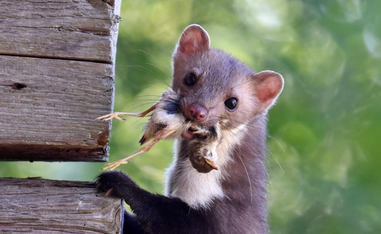 Prédateurs et proies – la&nbsp;fouine