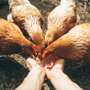 mamanpoule.blog happiness heureux