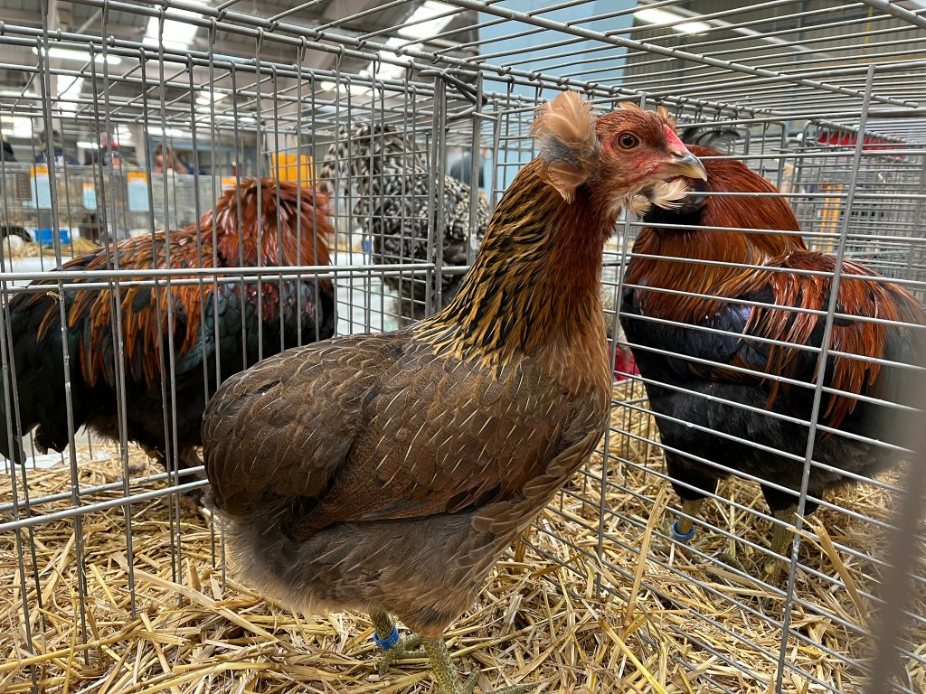 Orpington club de france mamanpoule blog sarah rose sads chicken poultry competition ornemantale concours beauté fashion show Araucana Brahma Wyandotte Sebright Pekin Sablepoot