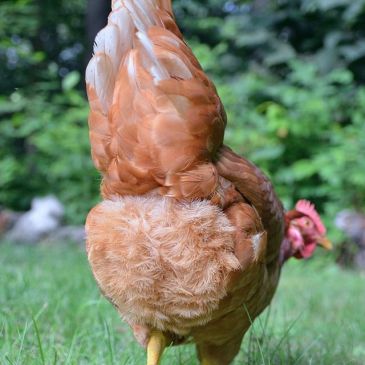 mamanpoule.blog glèbe cloacale