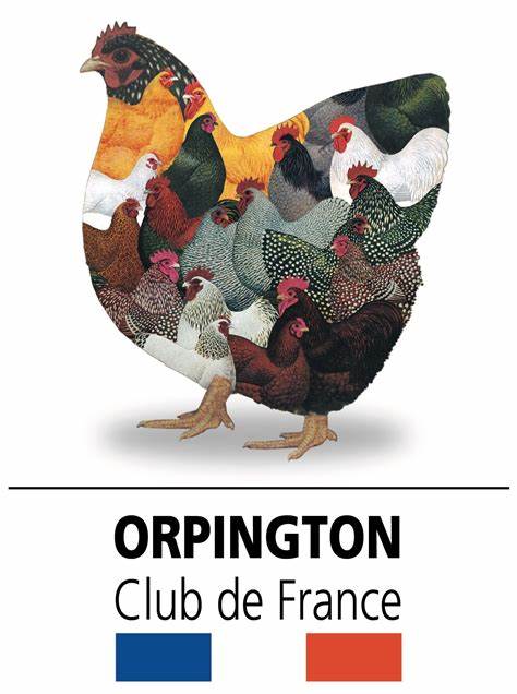 Orpington Club de France mamanpoule.blog