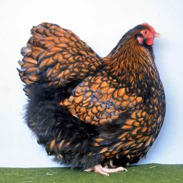 Orpington buff laced fauve liseré