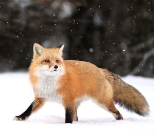 Prédateurs et proies – le&nbsp;renard